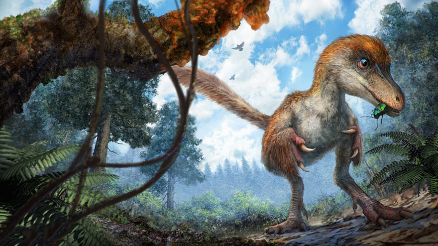 first-fluffy-dinosaur-tail-amber-lida-xing-10 first-fluffy-dinosaur-tail-amber-lida-xing-10