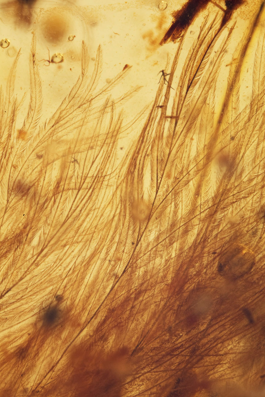 first-fluffy-dinosaur-tail-amber-lida-xing-7 first-fluffy-dinosaur-tail-amber-lida-xing-7