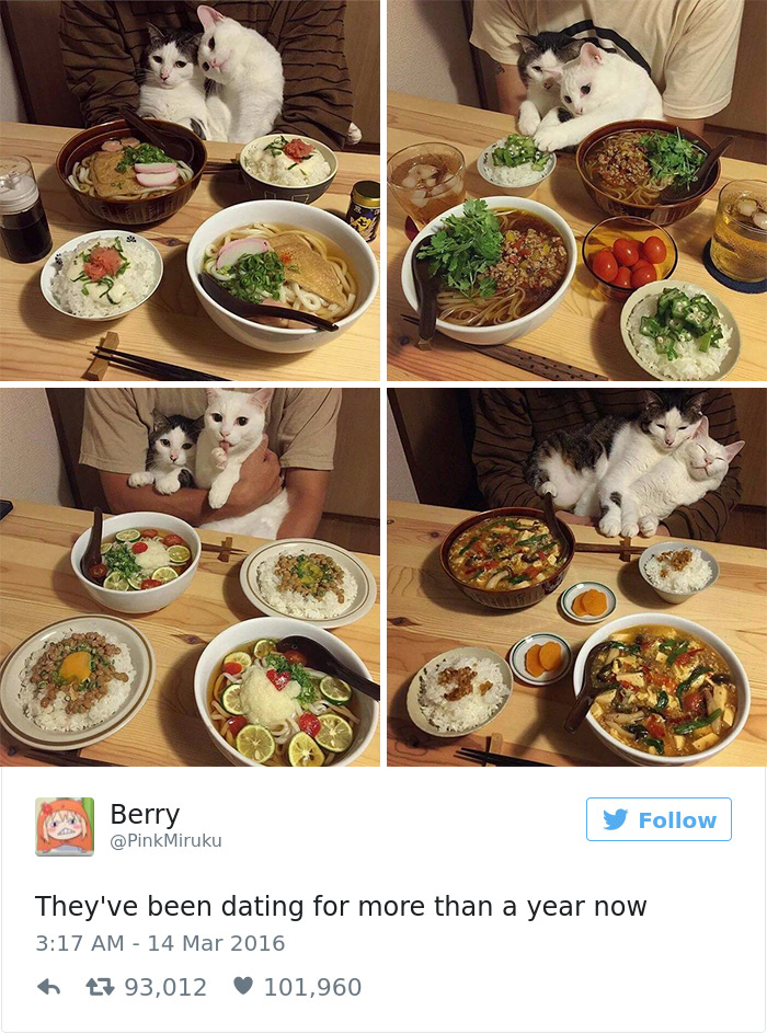 Best Cat Tweets Of 2016