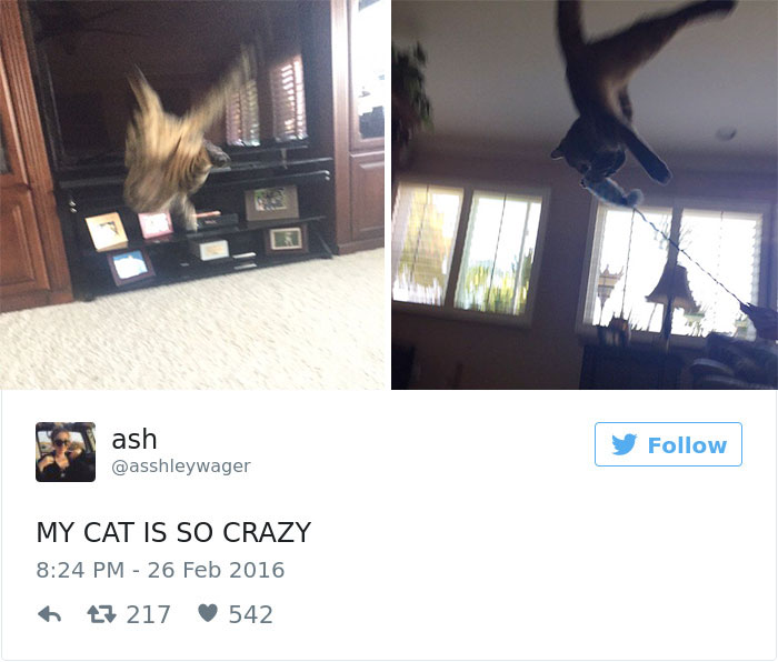 Best Cat Tweets Of 2016