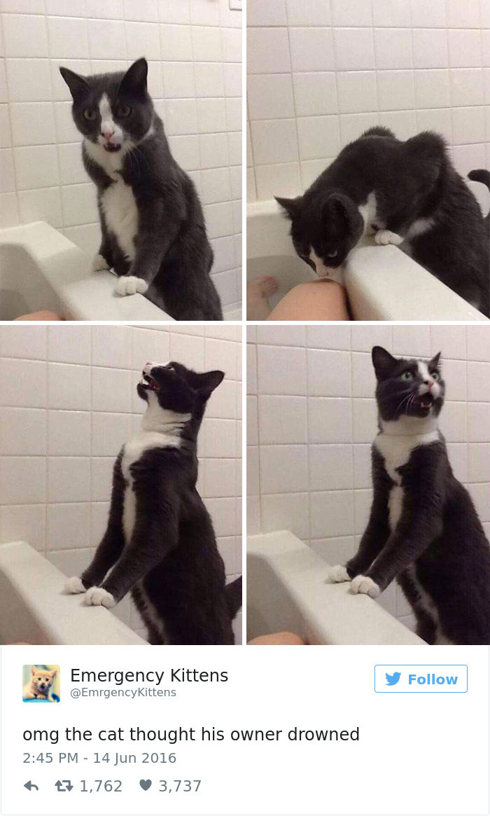 Best Cat Tweets Of 2016