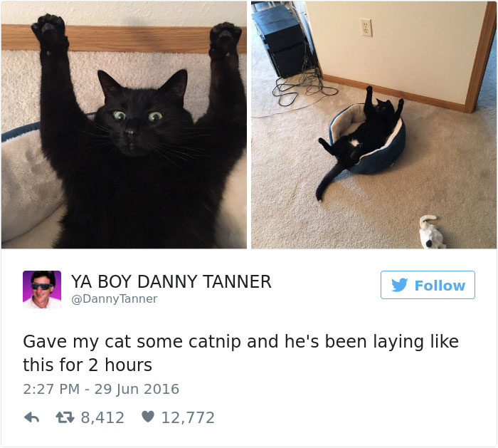 Best Cat Tweets Of 2016