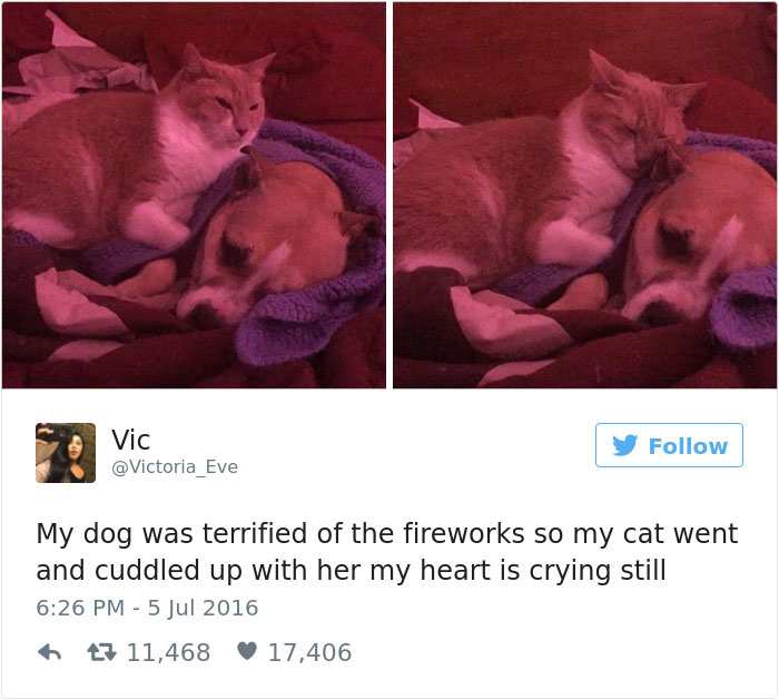 Best Cat Tweets Of 2016