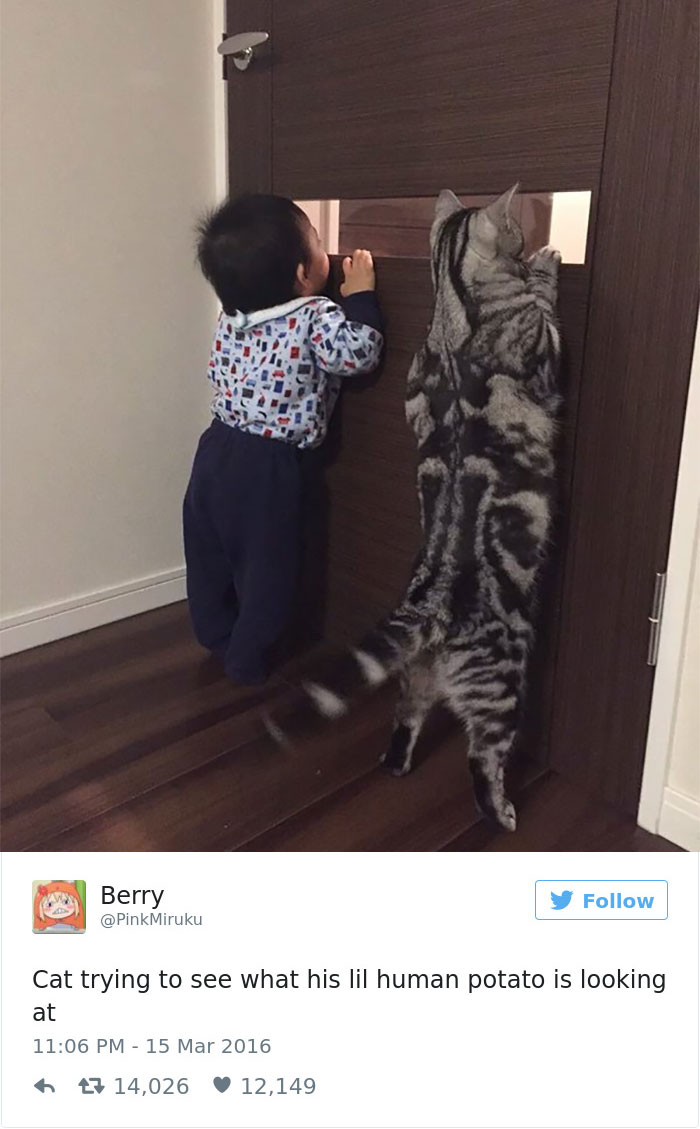 Best Cat Tweets Of 2016