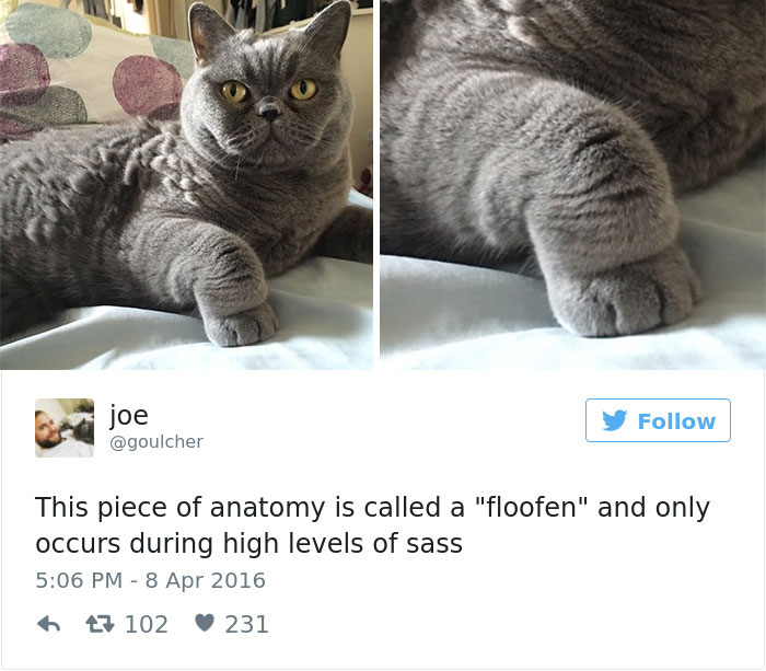 Best Cat Tweets Of 2016