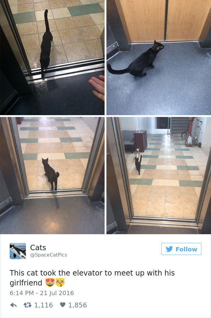 Best Cat Tweets Of 2016