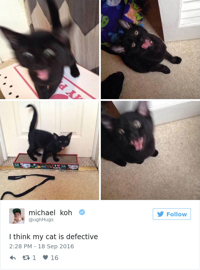 Best Cat Tweets Of 2016