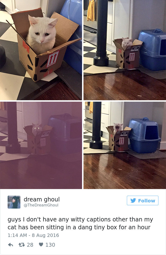 Best Cat Tweets Of 2016
