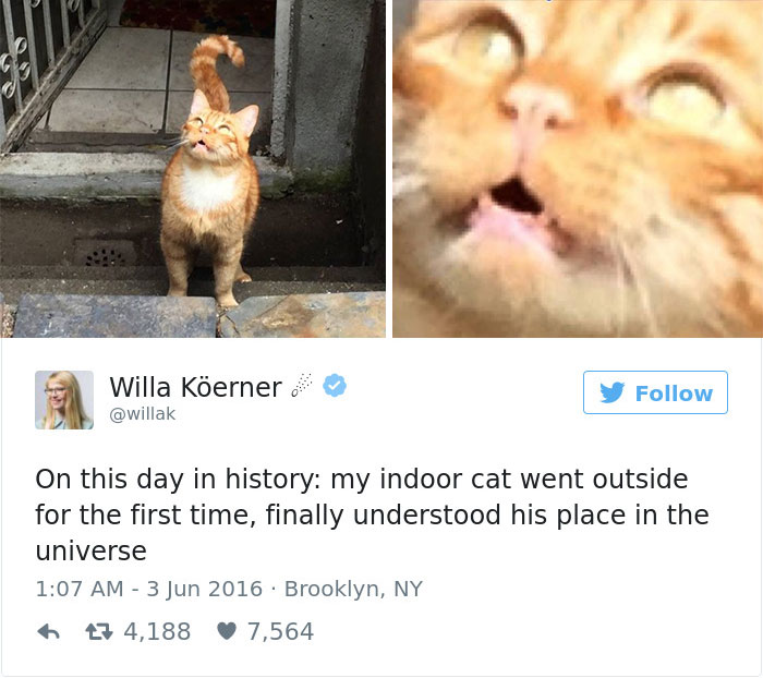 Best Cat Tweets Of 2016
