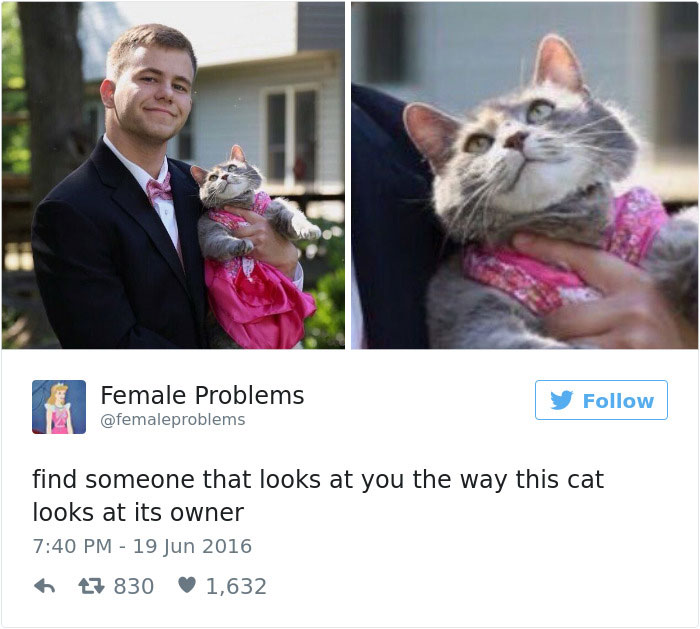 Best Cat Tweets Of 2016