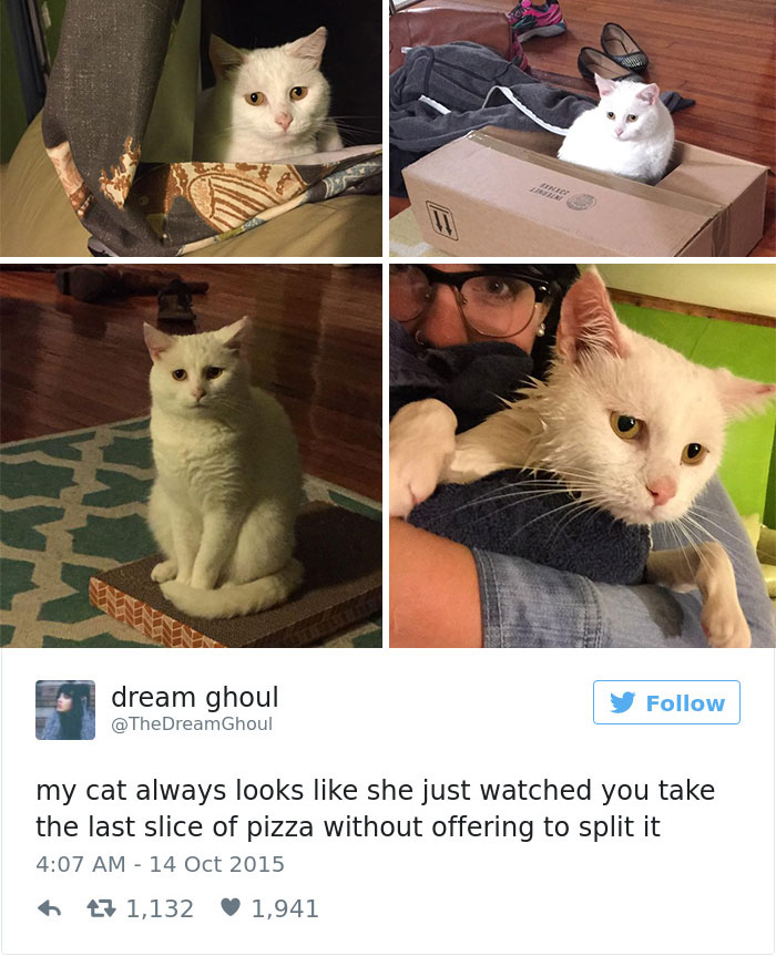 Best Cat Tweets Of 2016