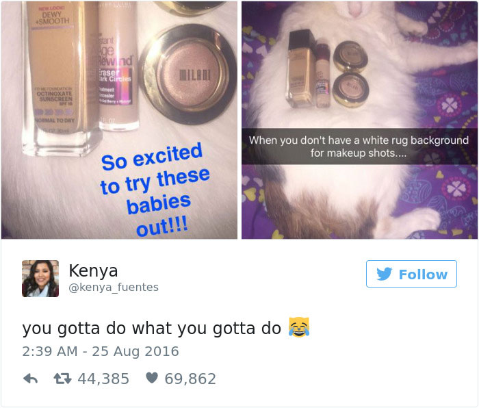 Best Cat Tweets Of 2016