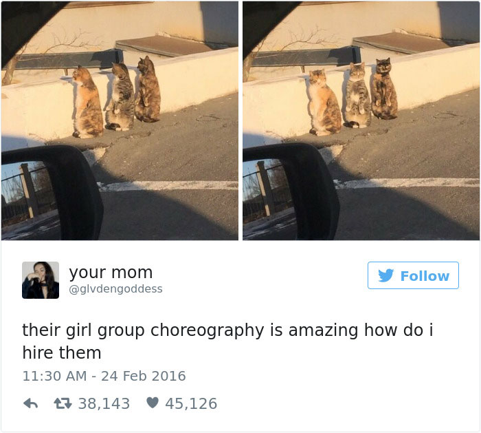 Best Cat Tweets Of 2016