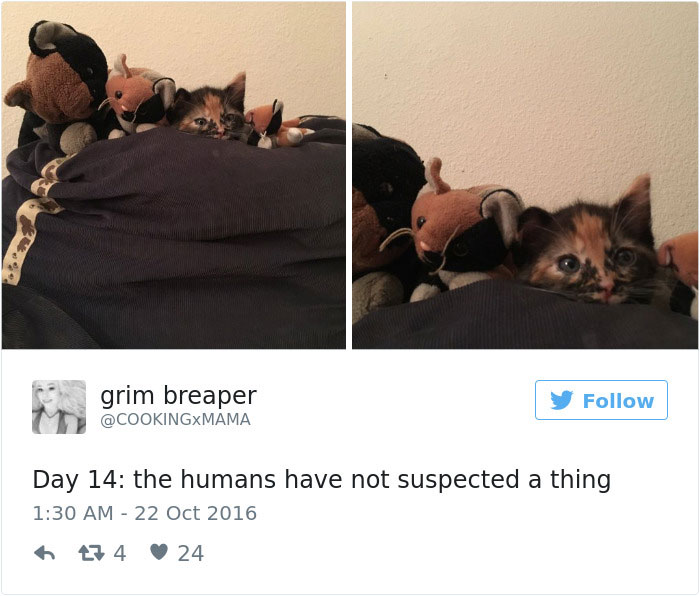 Best Cat Tweets Of 2016