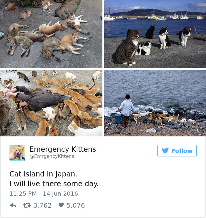 Best Cat Tweets Of 2016