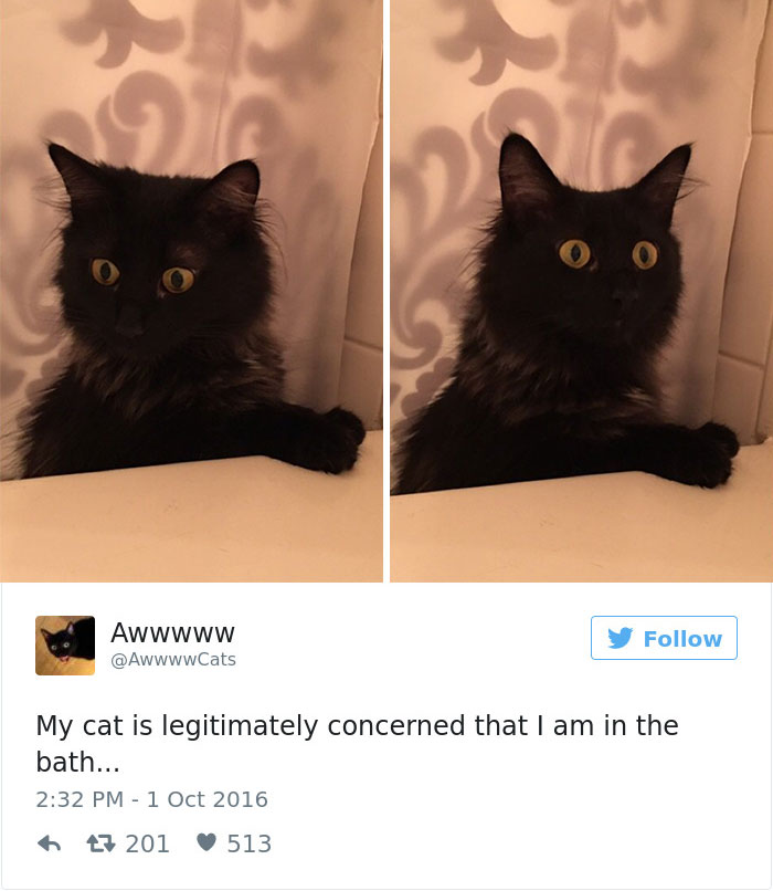 Best Cat Tweets Of 2016