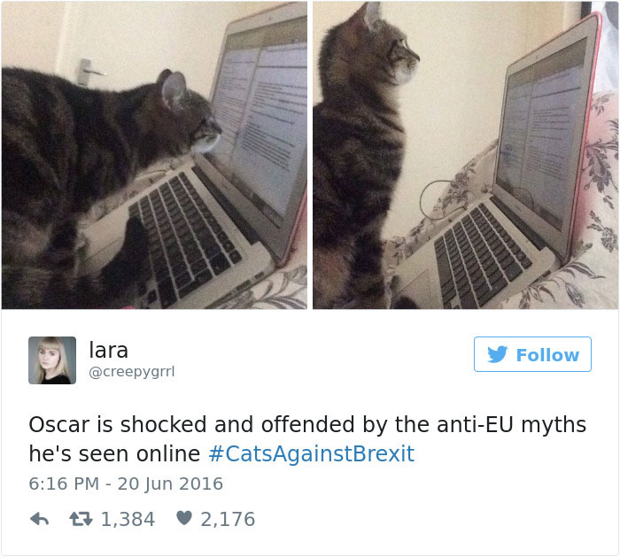 Best Cat Tweets Of 2016