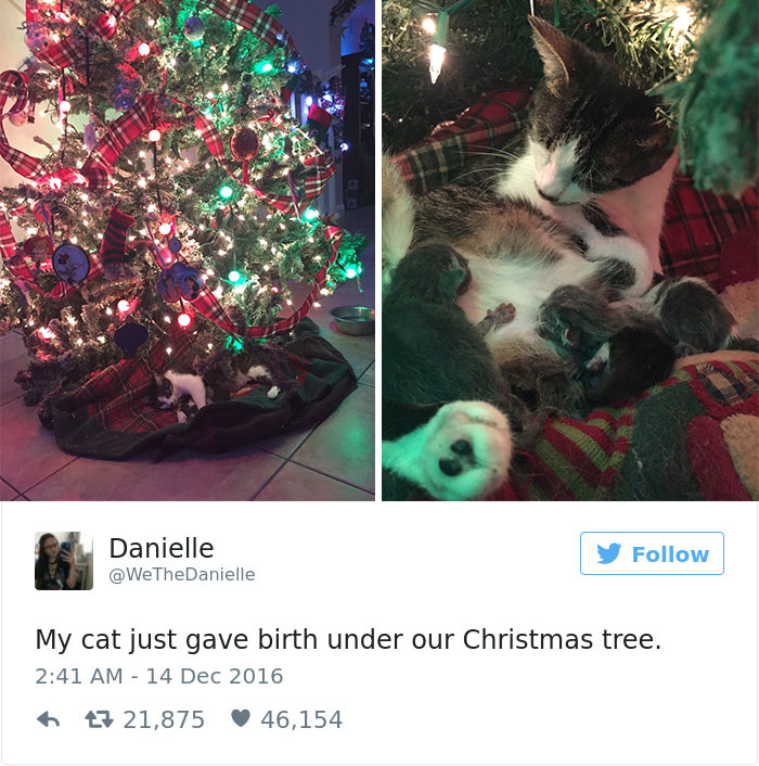 Best Cat Tweets Of 2016