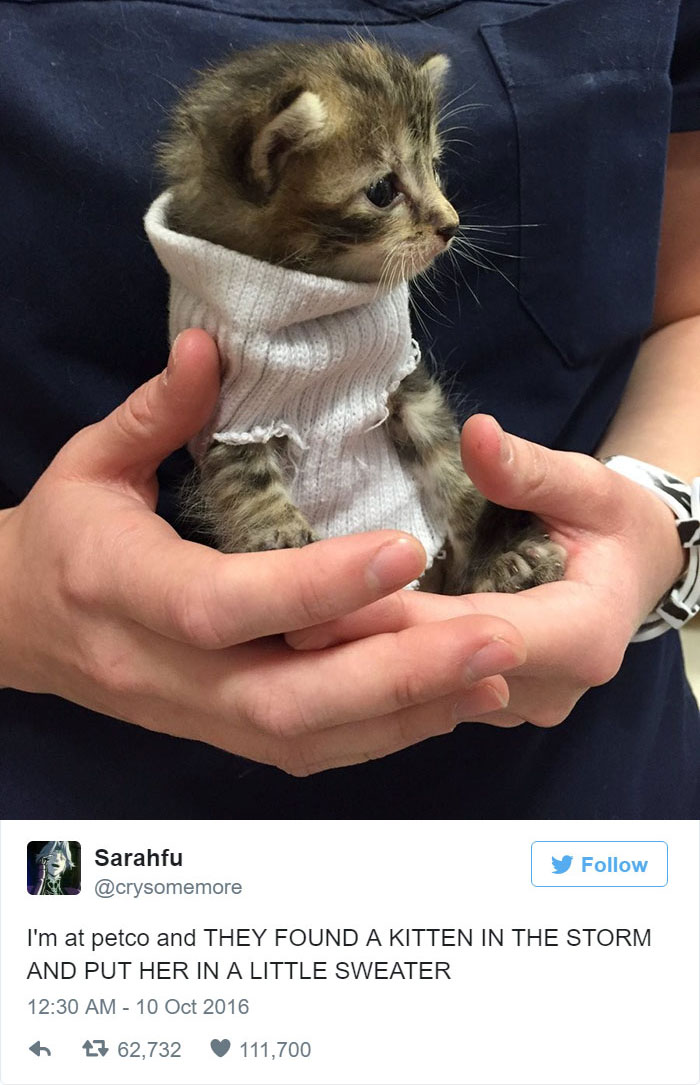 Best Cat Tweets Of 2016