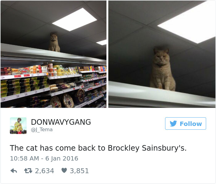 Best Cat Tweets Of 2016