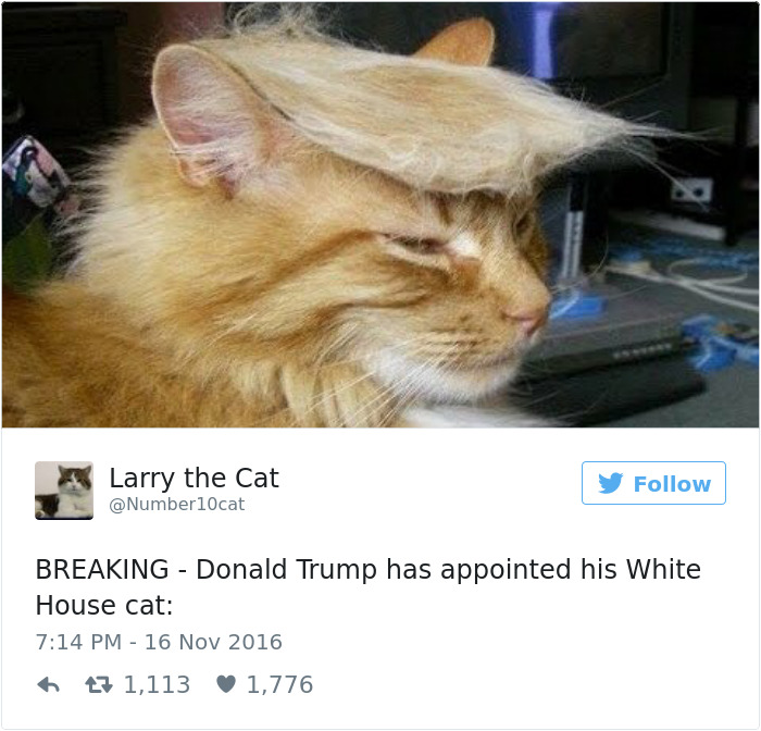 Best Cat Tweets Of 2016