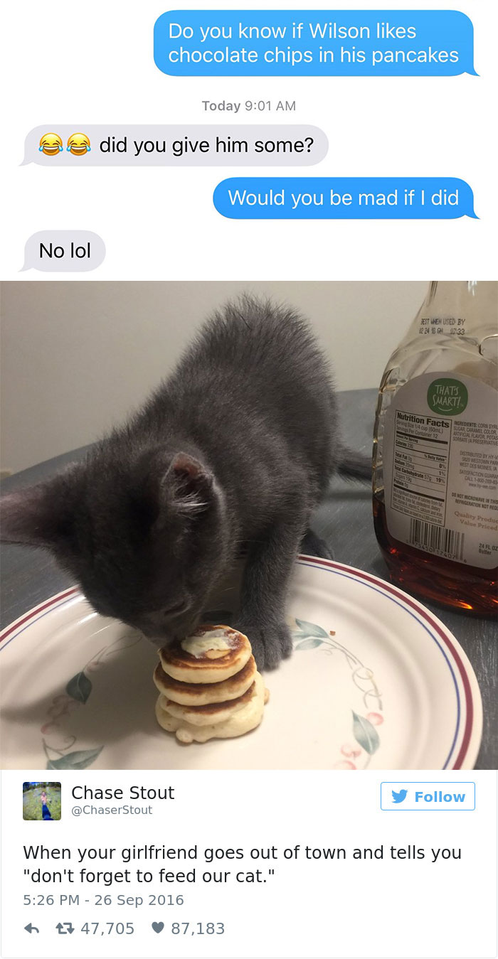 Best Cat Tweets Of 2016