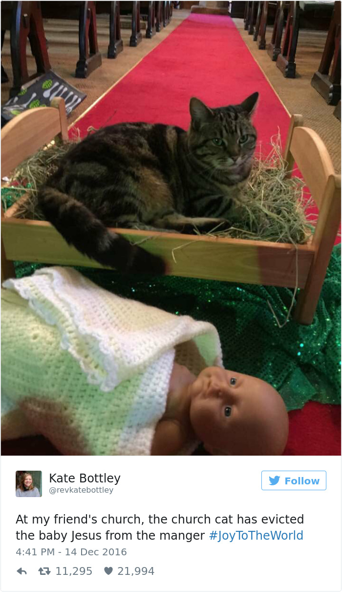 Best Cat Tweets Of 2016