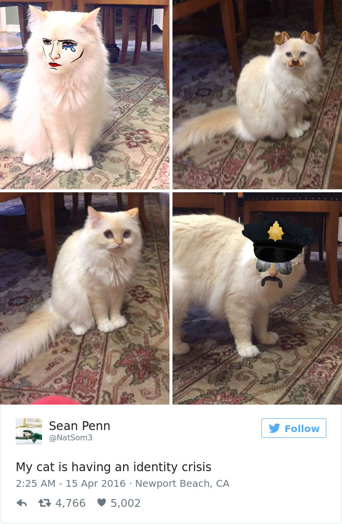Best Cat Tweets Of 2016