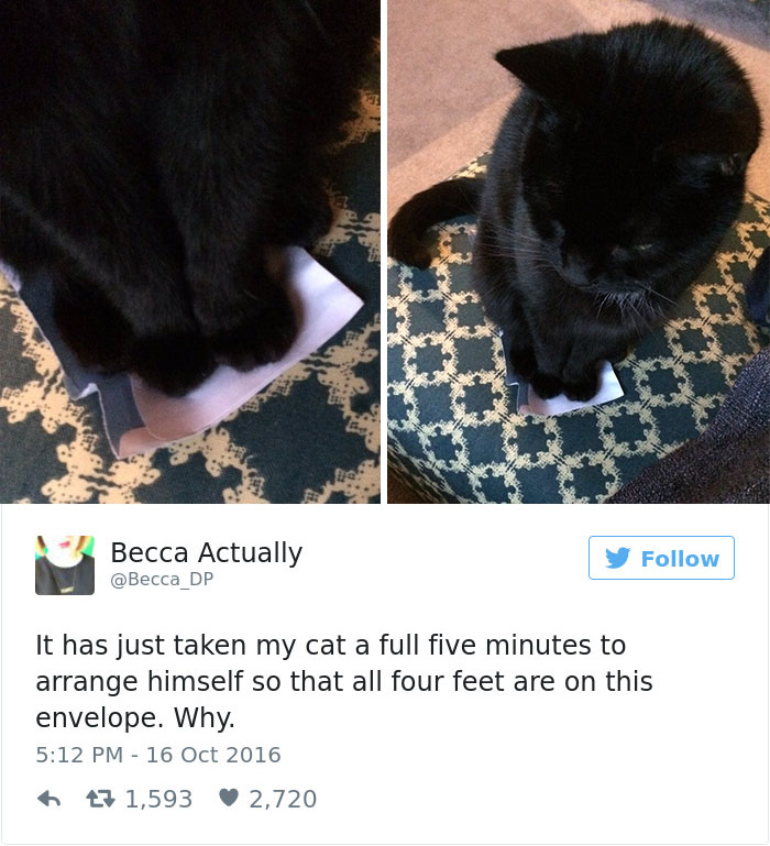 Best Cat Tweets Of 2016