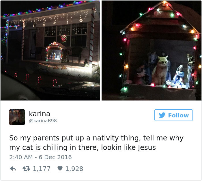 Best Cat Tweets Of 2016