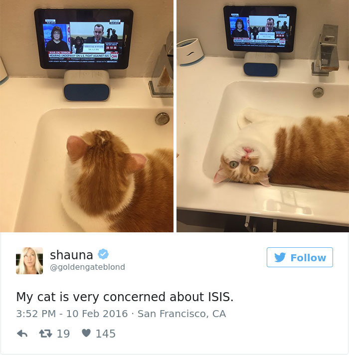 Best Cat Tweets Of 2016