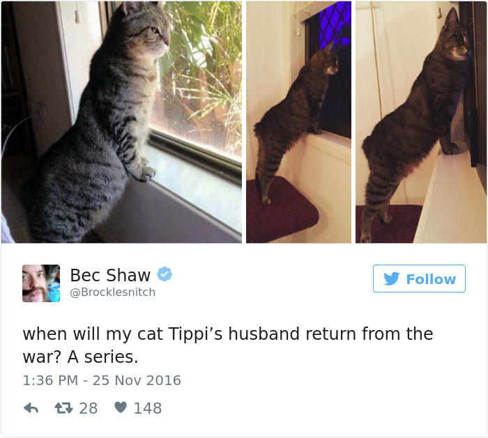 Best Cat Tweets Of 2016