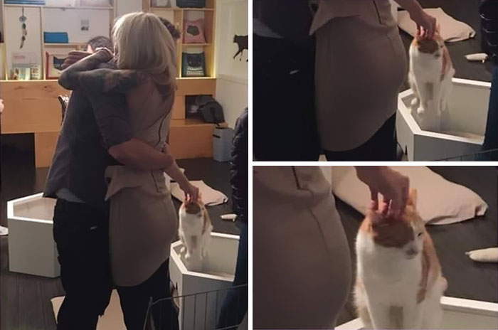 103 Of The Best Cat Tweets Of 2016