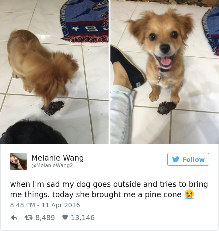 Dog Tweets