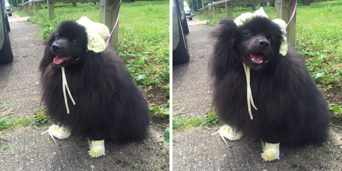 126 Of The Best Dog Tweets Of 2016