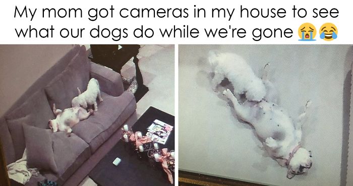 126 Of The Best Dog Tweets Of 2016