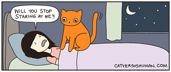 Cat Comics