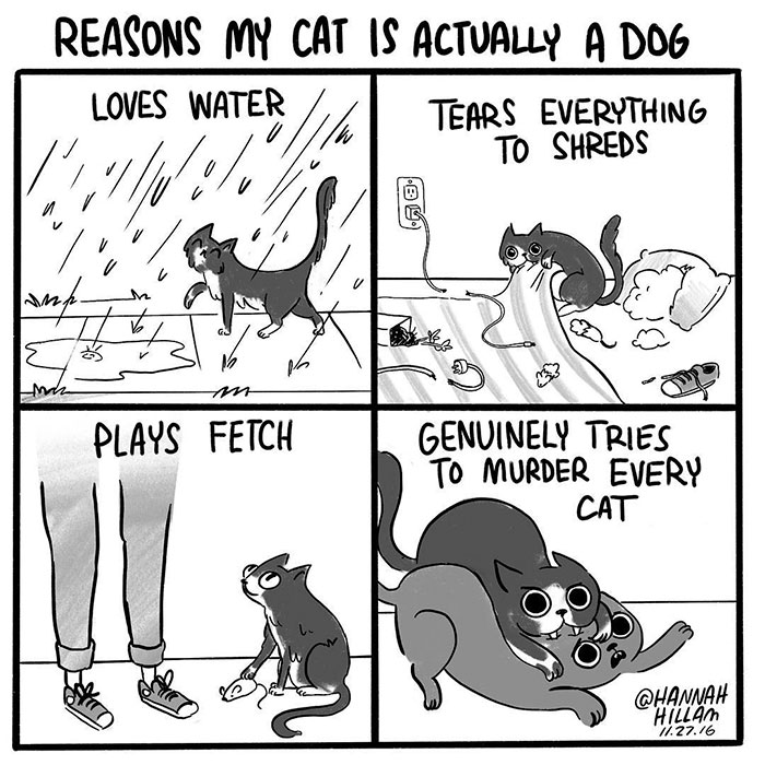 Cat Comics
