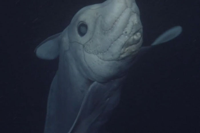 ghost-shark-chimaera-captured-first-time-2 ghost-shark-chimaera-captured-first-time-2