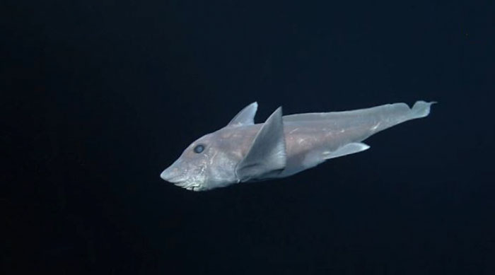 ghost-shark-chimaera-captured-first-time-3 ghost-shark-chimaera-captured-first-time-3