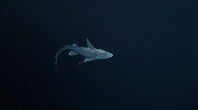 ghost-shark-chimaera-captured-first-time-4