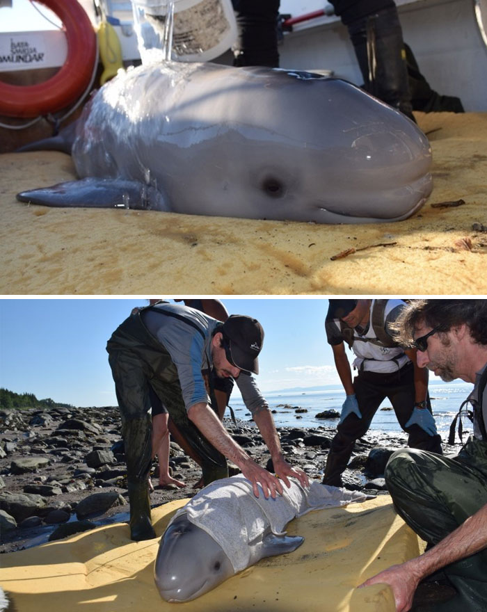Kids Save Newborn Baby Whale That Washed Up On Shore