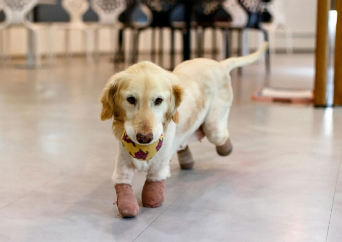 Puppy Who Lost All 4 Paws In Korean Meat Market Finally Gets Adopted