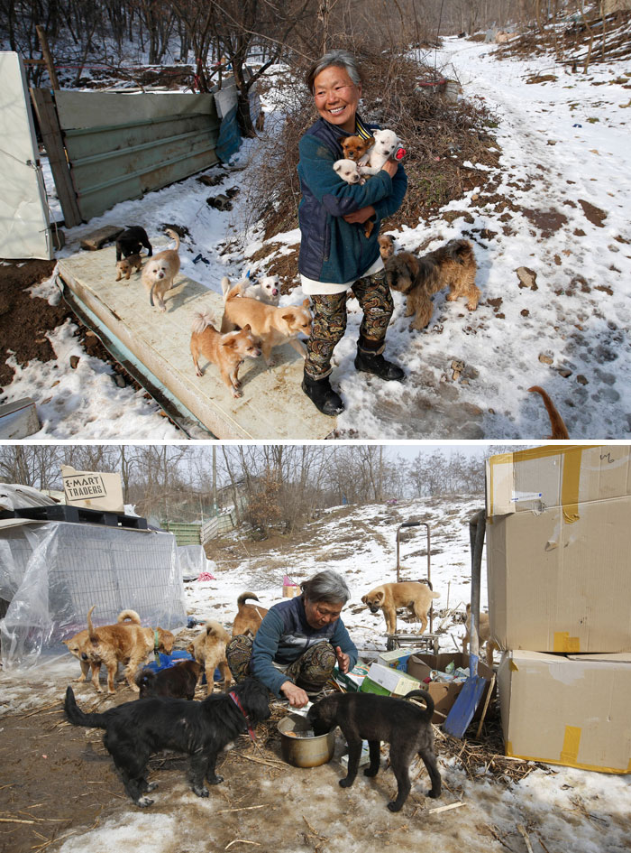 This South Korean Woman Is Raising 200 Dogs She Rescued From Being Killed