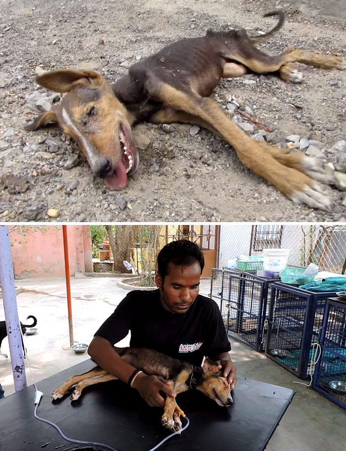 Dying Puppy Wags Her Tail As Rescuers Approach