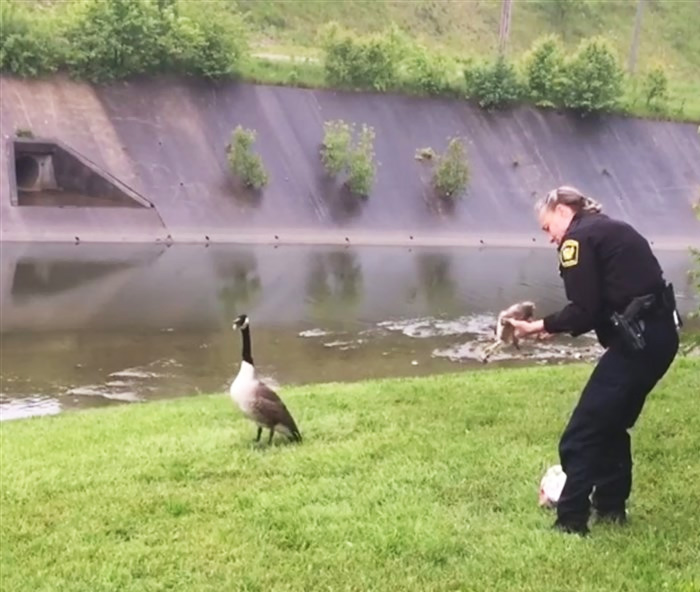 Mommy Goose Kept Pecking Cop Until He Decided To Follow Her…And Found Her Trapped Baby
