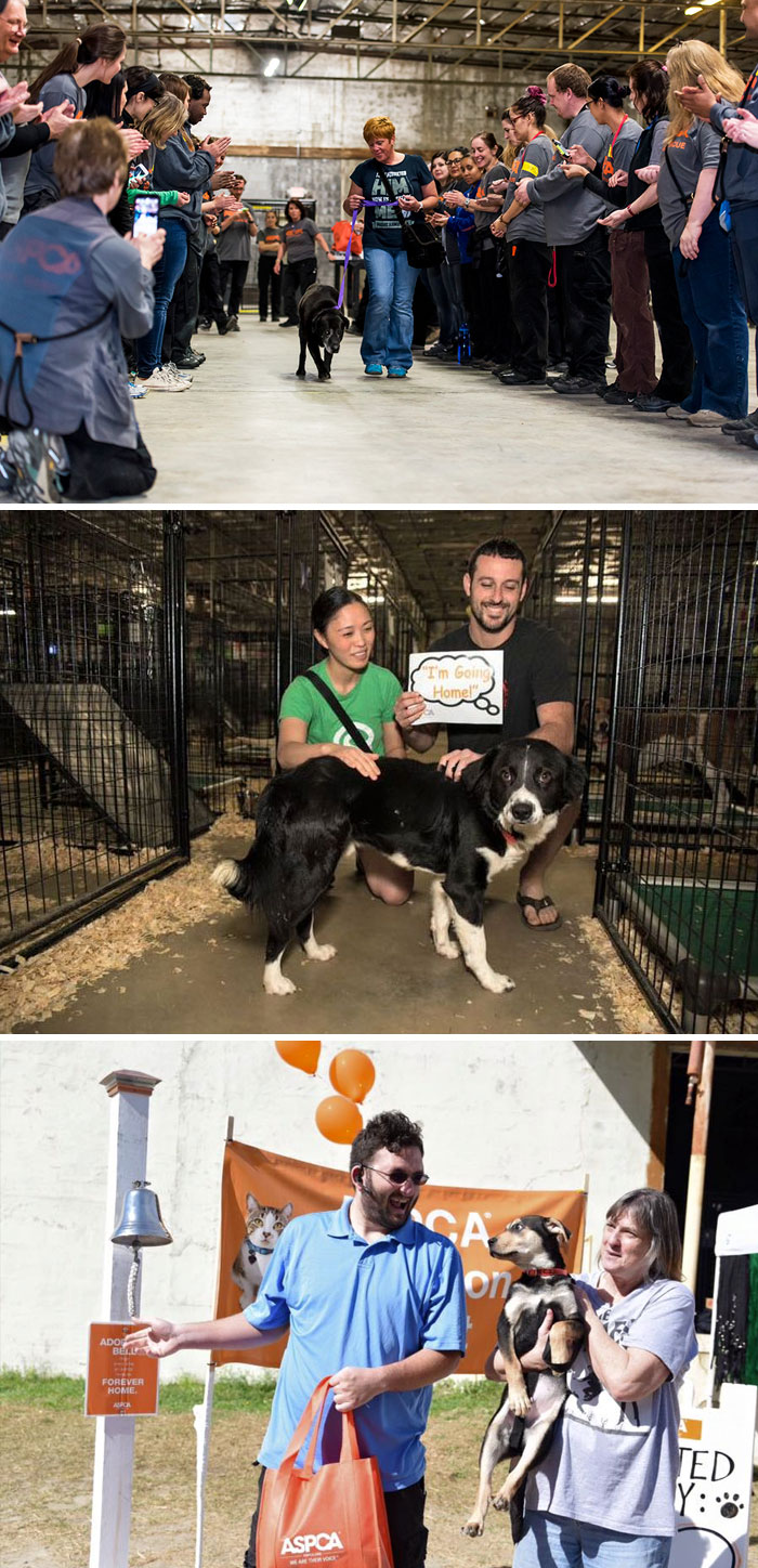 524 Dogs & Cats Attended A Massive Adoption Event – And They All Found Homes