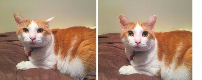 Before And After Being Called A Good Boy