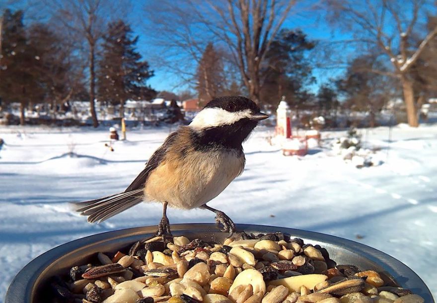 Bird Feeder Photography