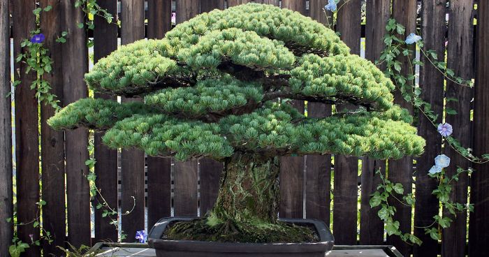 391-Year-Old Bonsai Tree Planted In 1625 Has Survived Hiroshima And Keeps On Growing
